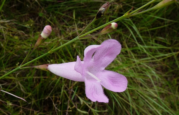 {Agalinis linifolia}